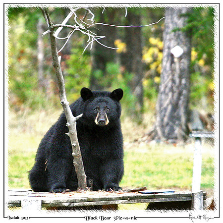 Black Bear Pic-a-nic-Rainbow Lake, MT