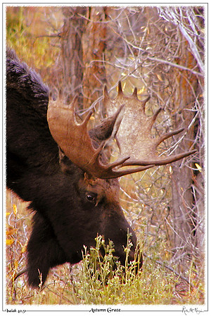 Autumn Graze-Bull Moose-Grand Teton Natl Pk, WY