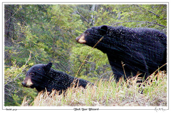 Black Bear Blizzard-Kootenay Natl Pk, BC, CAN