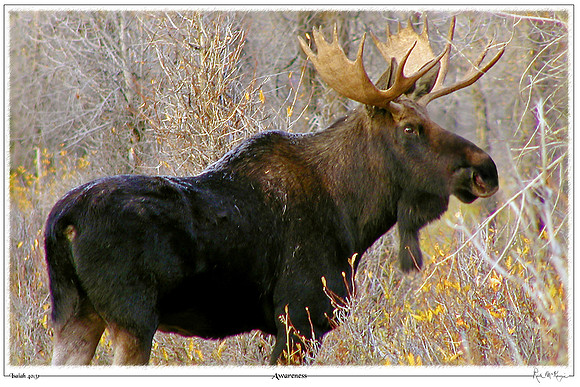 Awareness-Bull Moose at Grand Teton Natl Pk, WY