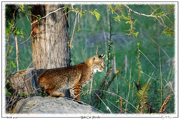 Bob Cat Perch-Chimacum, WA