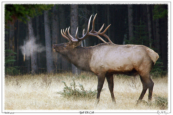 Bull Elk Call-Banff, Alberta, CAN