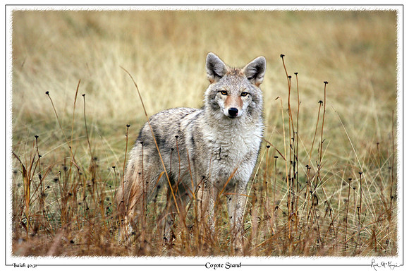 Coyote Stand-Banff, Alberta, CAN