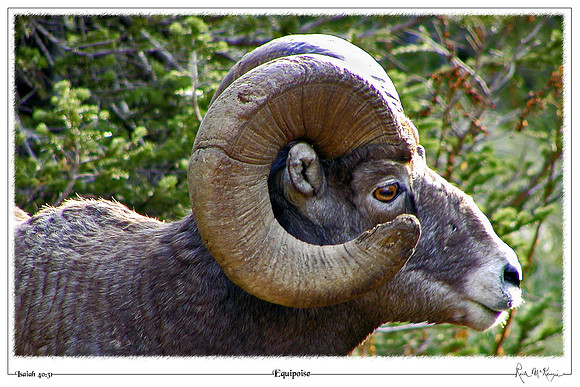 Equipoise-Big Horn Ram-Glacier Natl Pk, MT