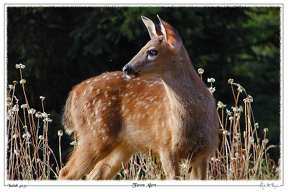 Fawn Alert-Blacktail Fawn-Olympic Natl Pk, WA