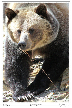Glacier Grizzly-Glacier Natl Pk, MT