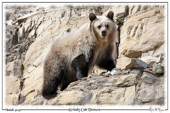 Grizzly Cub Venture-Glacier Natl Pk, MT