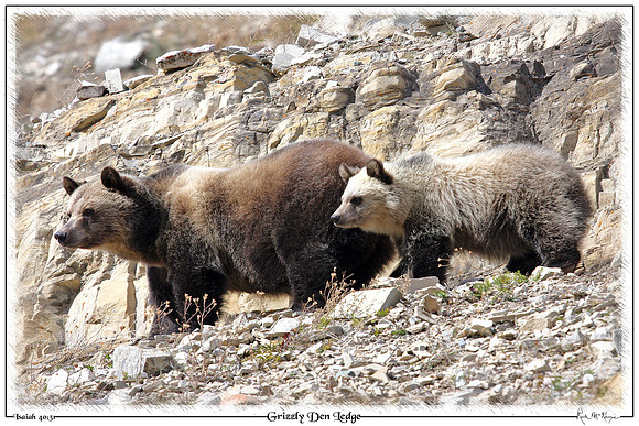 Grizzly Den Ledge-Glacier Natl Pk, MT