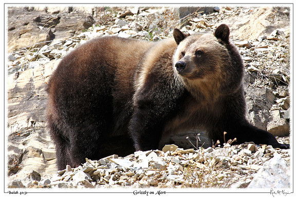 Grizzly on Alert-Glacier Natl Pk, MT