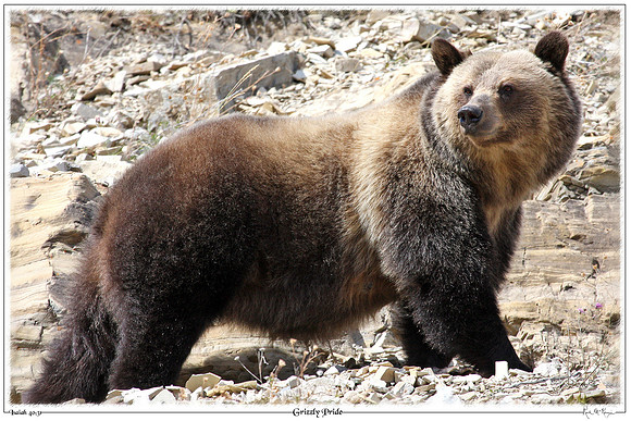 Grizzly Pride-Glacier Natl Pk, MT
