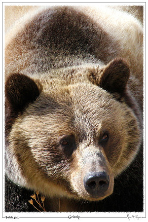 Grizzly-Glacier Natl Pk, MT