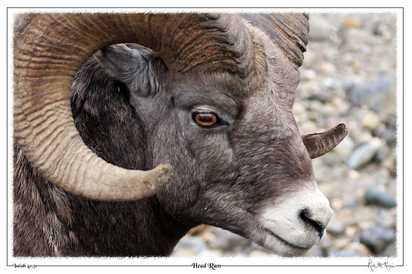 Head Ram-Big Horn Sheep at Banff Natl Pk, Alberta, CAN