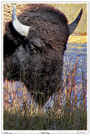Piercing-Bull Bison-Yellowstone Natl Pk, WY