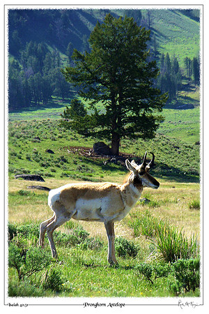 Pronghorn Antelope-Yellowstone Natl Pk, WY