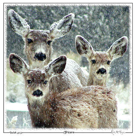Tricare-Mule Deer at Great Sand Dunes Natl Pk, CO
