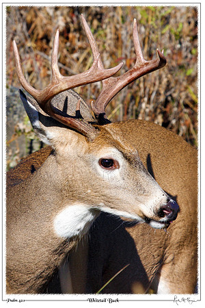 Whitetail Buck-Glacier Natl Pk, MT
