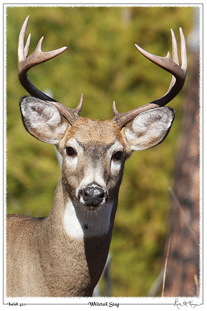 Whitetail Stag-Glacier Natl Pk, MT
