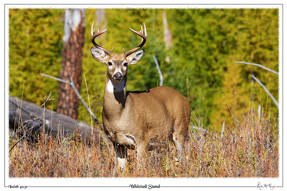 Whitetail Stand-Glacier Natl Pk, MT