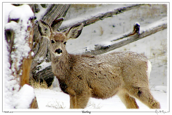 Yearling-Great Sand Dunes Natl Pk, CO