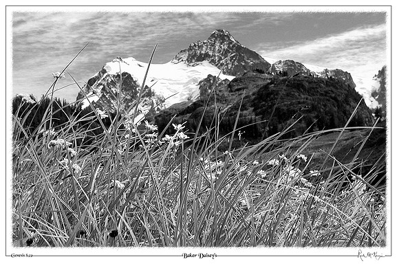 Baker Daisey's-Mount Baker, WA