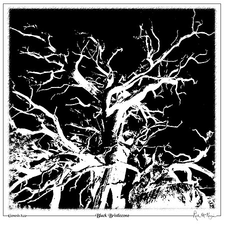 Black Bristlecone-Bristlecone Pine Forest, CA