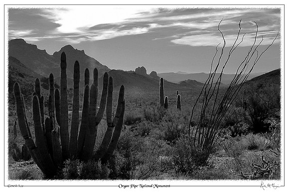 Organ Pipe Natl Monument, AZ
