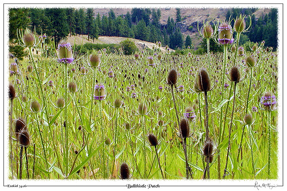 Bullthistle Patch-Blue Mountain Forest, OR