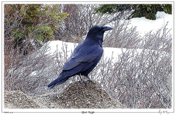 Black Knight-Raven-Jasper Natl Pk, Alberta, CAN