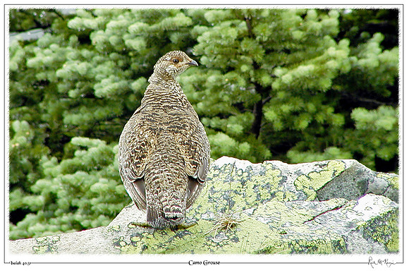 Camo Grouse-Mount Rainier Natl Pk, WA