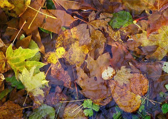 Autumn Under Glass-Brewster Lake, WA