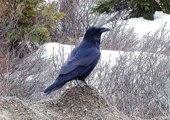 Black Knight-Raven-Jasper Natl Pk, Alberta, CAN