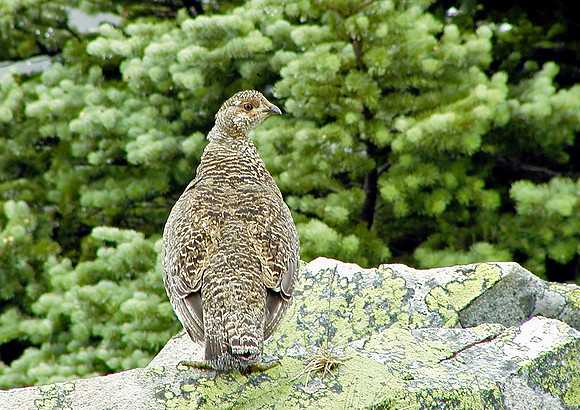 Camo Grouse-Mount Rainier Natl Pk, WA