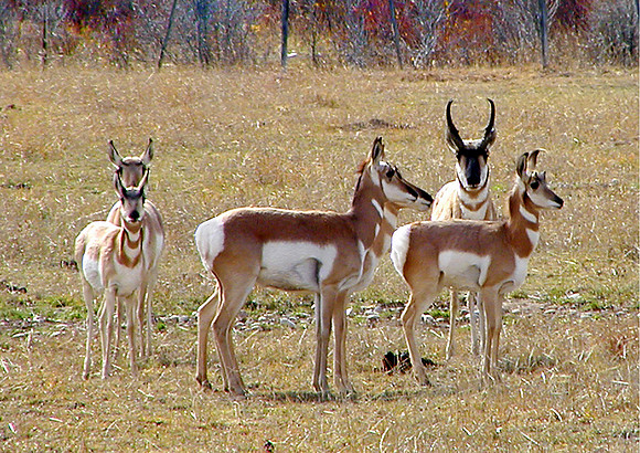 Family Portrait-Eden, WY