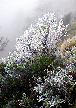 Frozen Slope-Angeles Natl Forest, CA