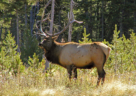 Harem Ruler-Bull Elk-Grand Teton Natl Pk, WY