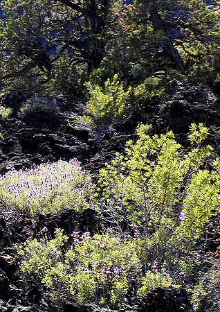 Lavascape-Lassen Volcanic Natl Pk, CA