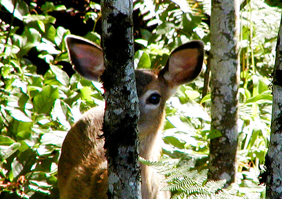 Peek-a-Boo-Sammish, WA