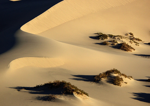 Potters Hand-Death Valley Natl Pk, CA