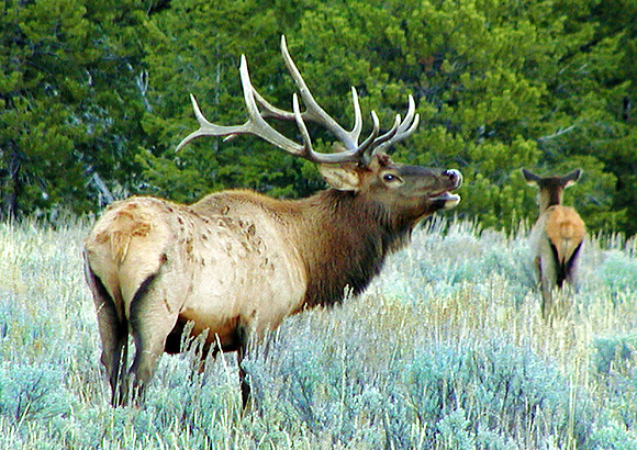 Rutting Rex-Bull Elk-Grand Teton Natl Pk, WY