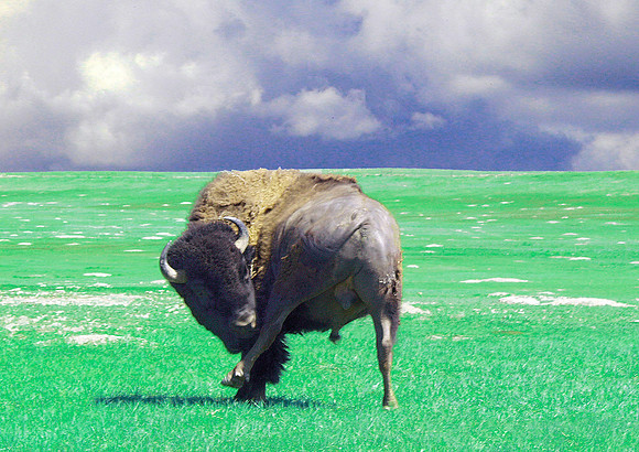 Scratch-Bull Bison-Badlands Natl Pk, SD