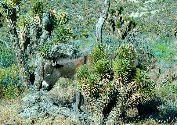 Scratchin Post-Red Rock State Pk, NV