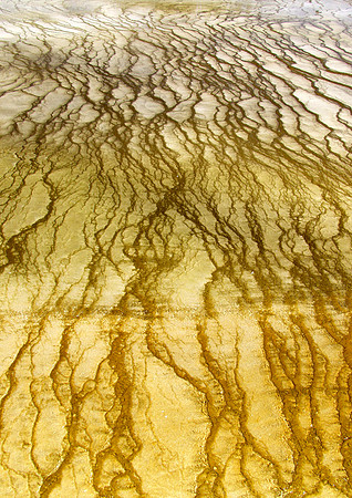 Varicose-Yellowstone Natl Pk, WY