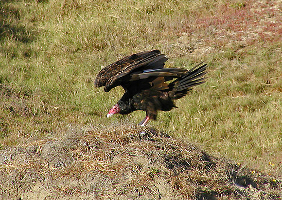 Vulture Trot-San Simeon, CA