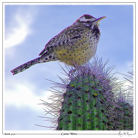 Cactus Wren-Organ Pipe Cactus Natl Monument, AZ