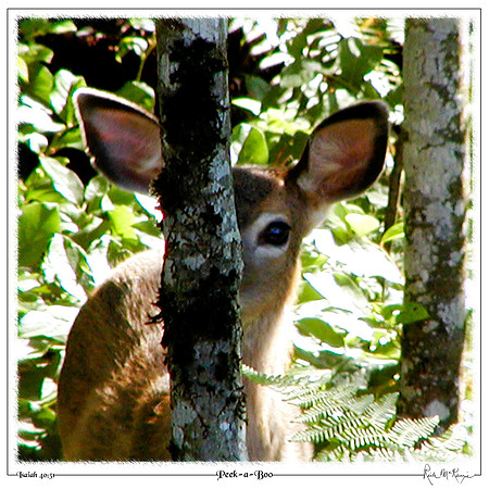 Peek-a-Boo-Sammish, WA