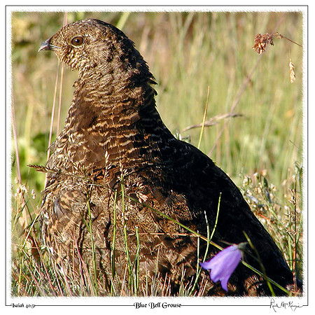 Blue Bell Grouse-Olympic Natl Pk, WA