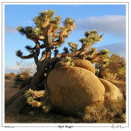 Rock Hugger-Joshua Tree Natl Pk, CA