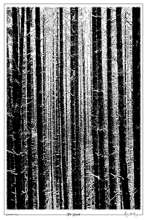Fir Stand-Rattlesnake Lake State Pk, WA