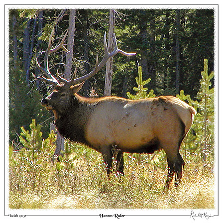 Harem Ruler-Bull Elk-Grand Teton Natl Pk, WY