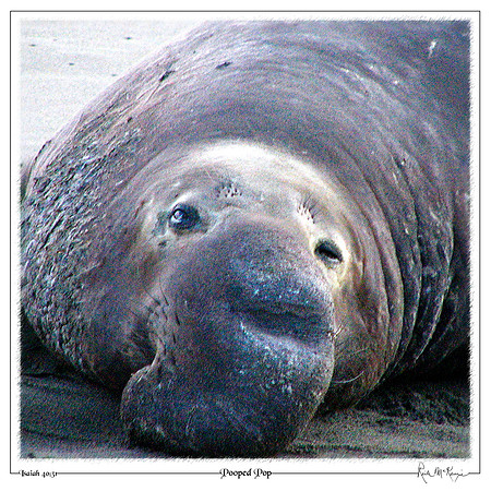 Pooped Pop-Bull Elephant Seal-San Simeon, CA
